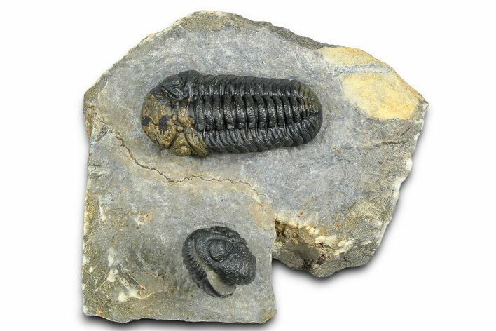 Two Morocops Trilobite Fossils - One Enrolled, One Prone #376926